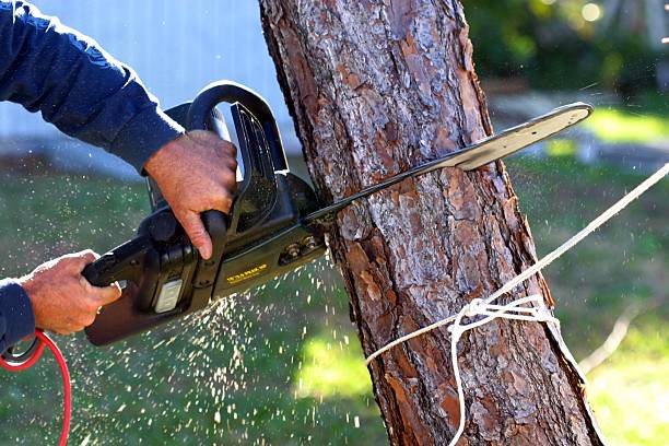 How Our Tree Care Process Works  in  Keizer, OR